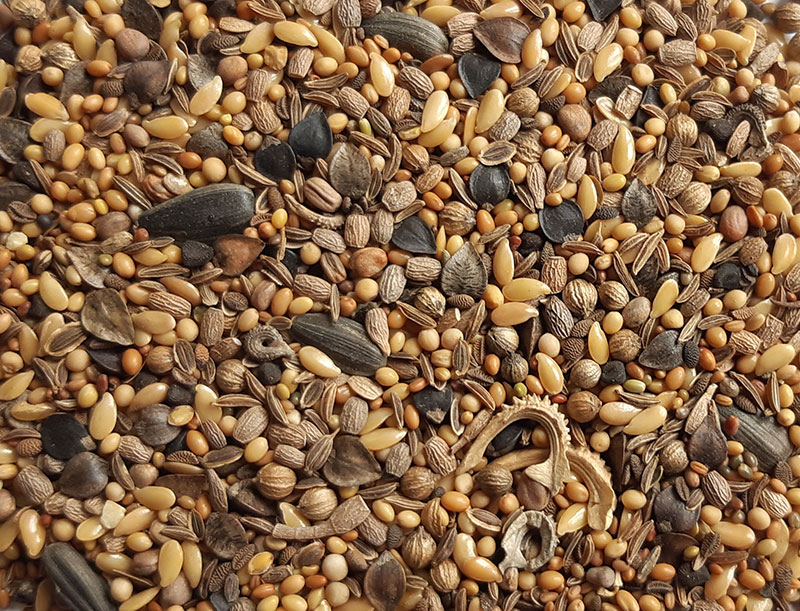 graines de fleurs bio mellifères et pollinifères